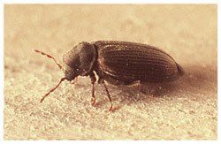 Bugs