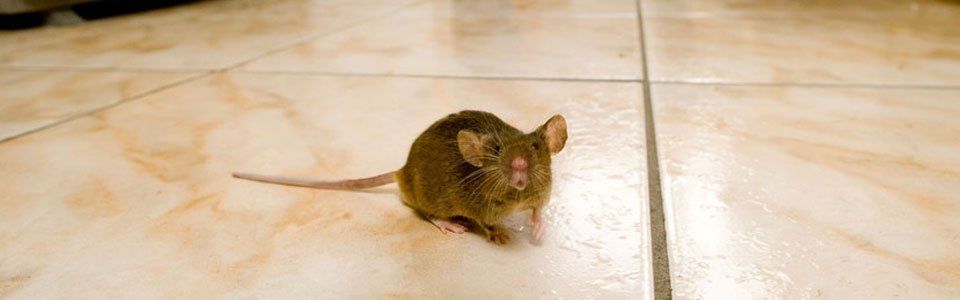 Vermin control