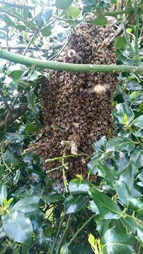 Pest Control services 16