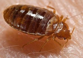 Pest Control services 17