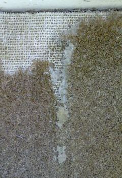 Damage done to fabric by moths