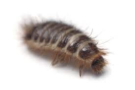 carpet beetle