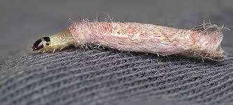 Carpet Moth