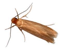 Moth control 2