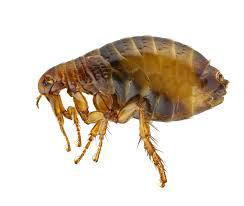 Pest Control services 9