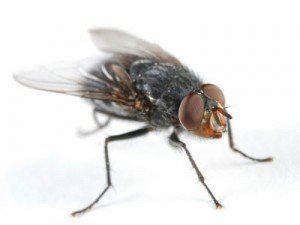 A fly