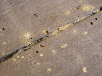 woodworm
