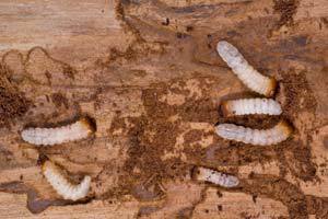 Pest Control services 7