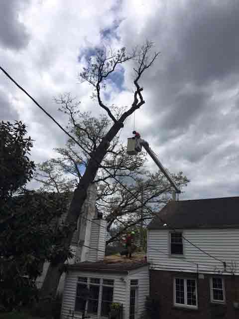Tree cutting — Tree Service in Cedar Hill, MO