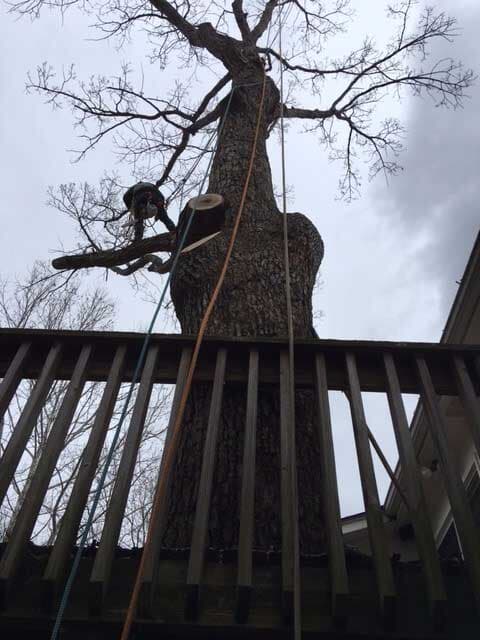 Tall Tree — Tree Service in Cedar Hill, MO