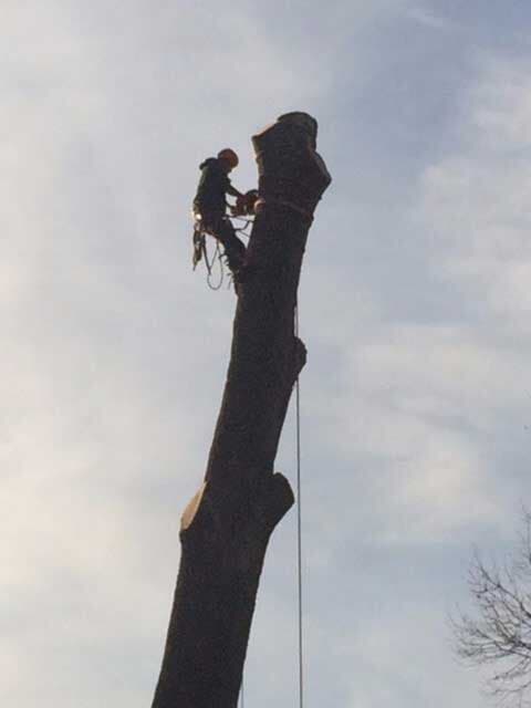 Cut Tree — Tree Service in Cedar Hill, MO
