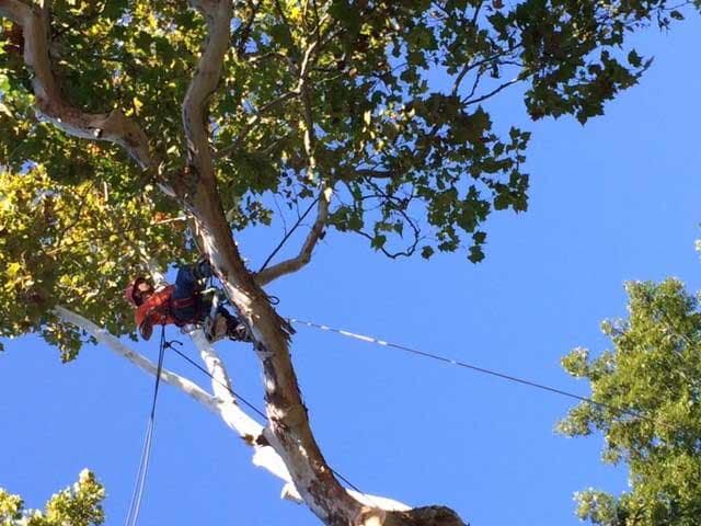 Tree Cutting Service — Tree Service in Cedar Hill, MO