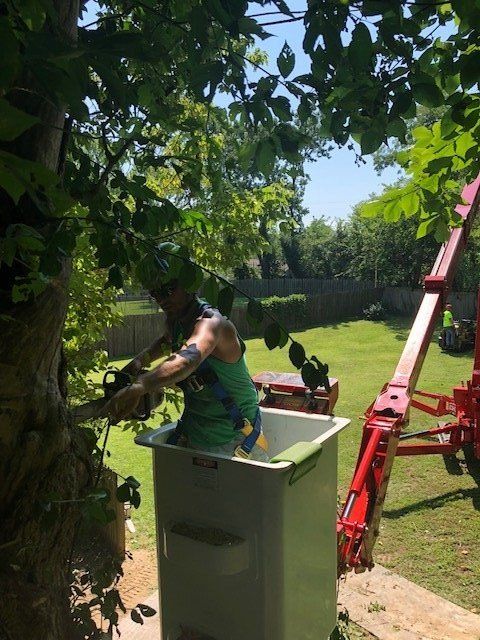 A person in a bucket lift trimming a tree in a sunny yard.