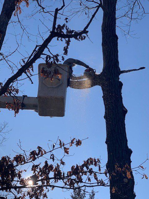 Man Cutting Huge Tree Branch — Fenton, MO — Baumann Tree