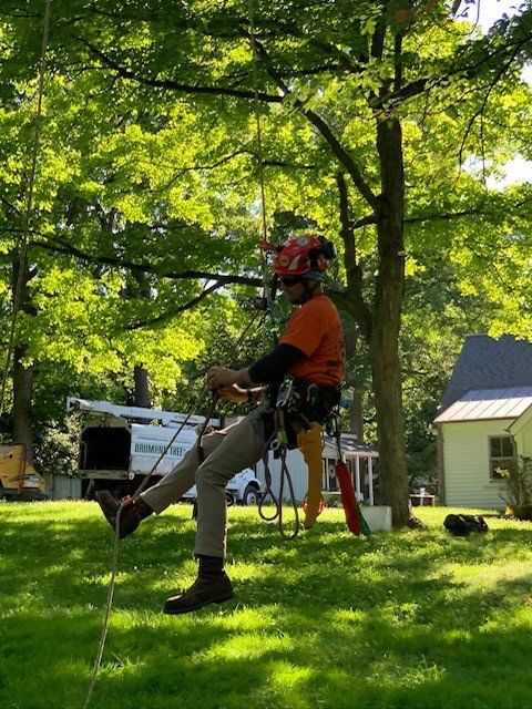Arborist Hanging Midair — Fenton, MO — Baumann Tree