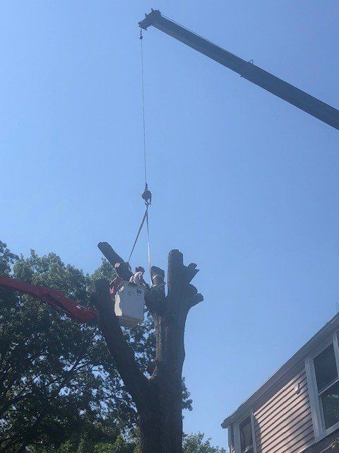 Person Cutting The Tree — Fenton, MO — Baumann Tree