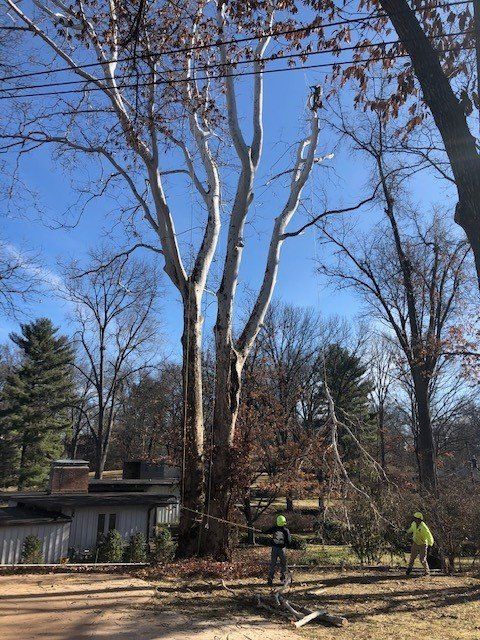 Tree Cutting Fenton MO