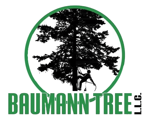 Baumann Tree Baumann Tree