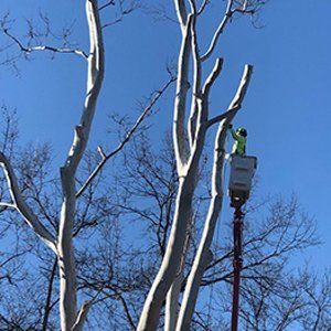 Local Tree Service Fenton MO