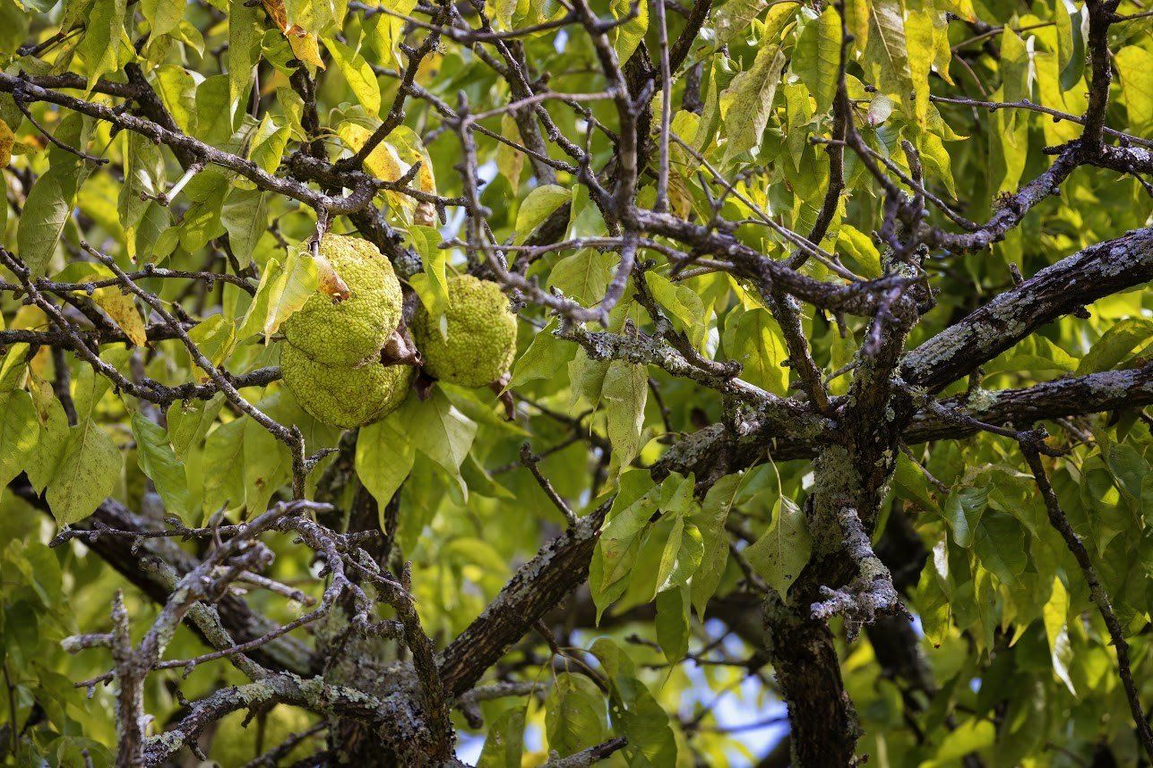 Osage Orange Tree — Fenton, MO — Baumann Tree Osage Orange Tree — Fenton, MO — Baumann Tree