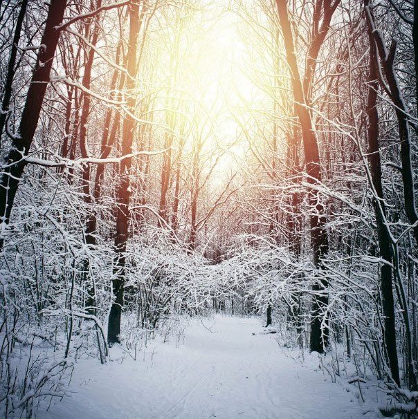 Tress Covered With Snow — Cedar Hill, MO — Baumann Tree