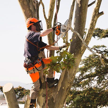 Tree Trimming Service Creve Coeur MO Tree Trimming Service Creve Coeur MO