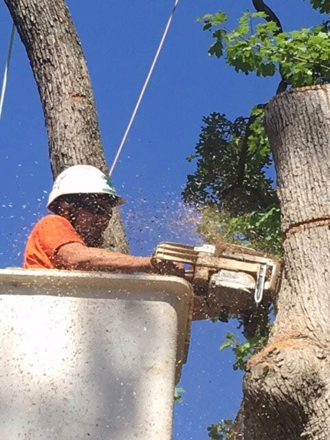 Tree Trimming Service Fenton MO