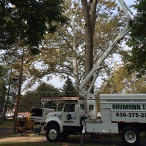 Tree Service Company Fenton MO Tree Service Company Fenton MO