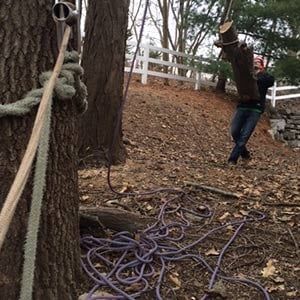 Tree Service Fenton MO