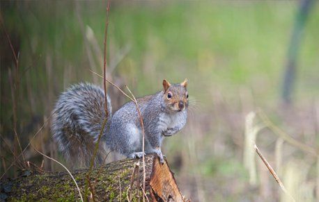 Wildlife management in the Eastern Counties and beyond including Kent