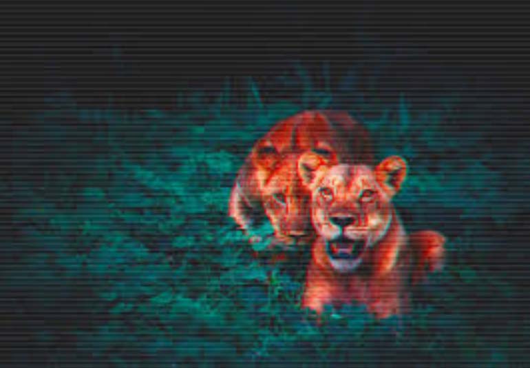 Two lions in a forest photographed with the