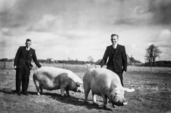 zwart-wit foto met 2 varkens en 2 mensne