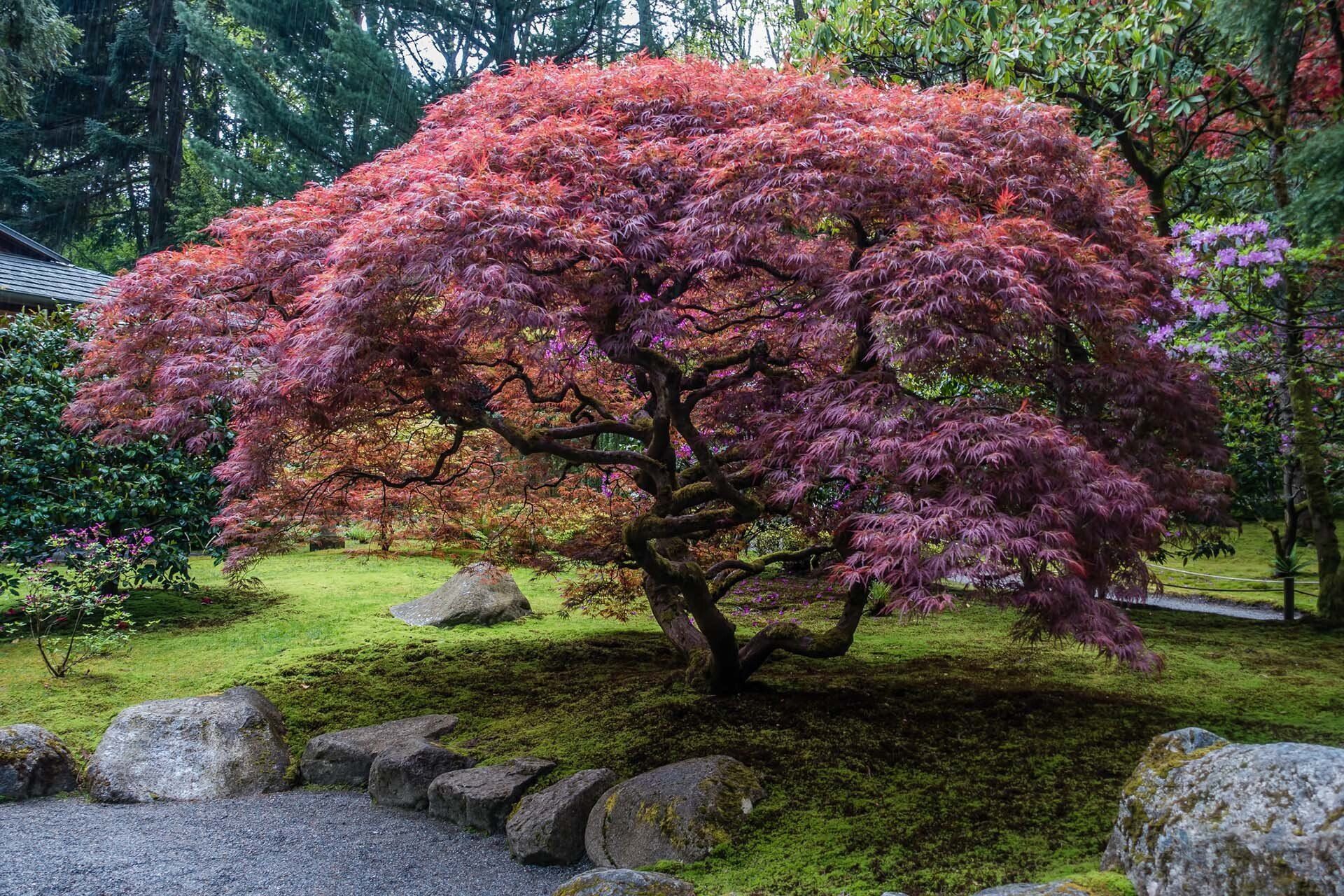 Japanese Maple Tree — Asheville, NC — Green Outdoors Landscaping & Nursery