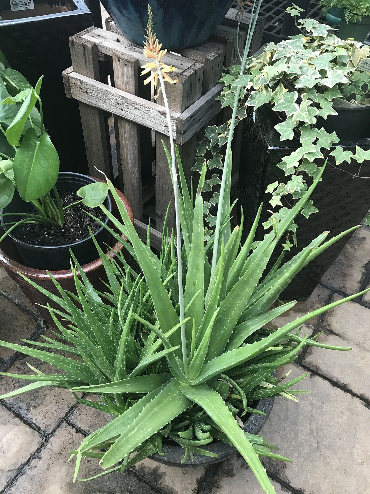 Aloe Vera — Asheville, NC — Green Outdoors Landscaping & Nursery
