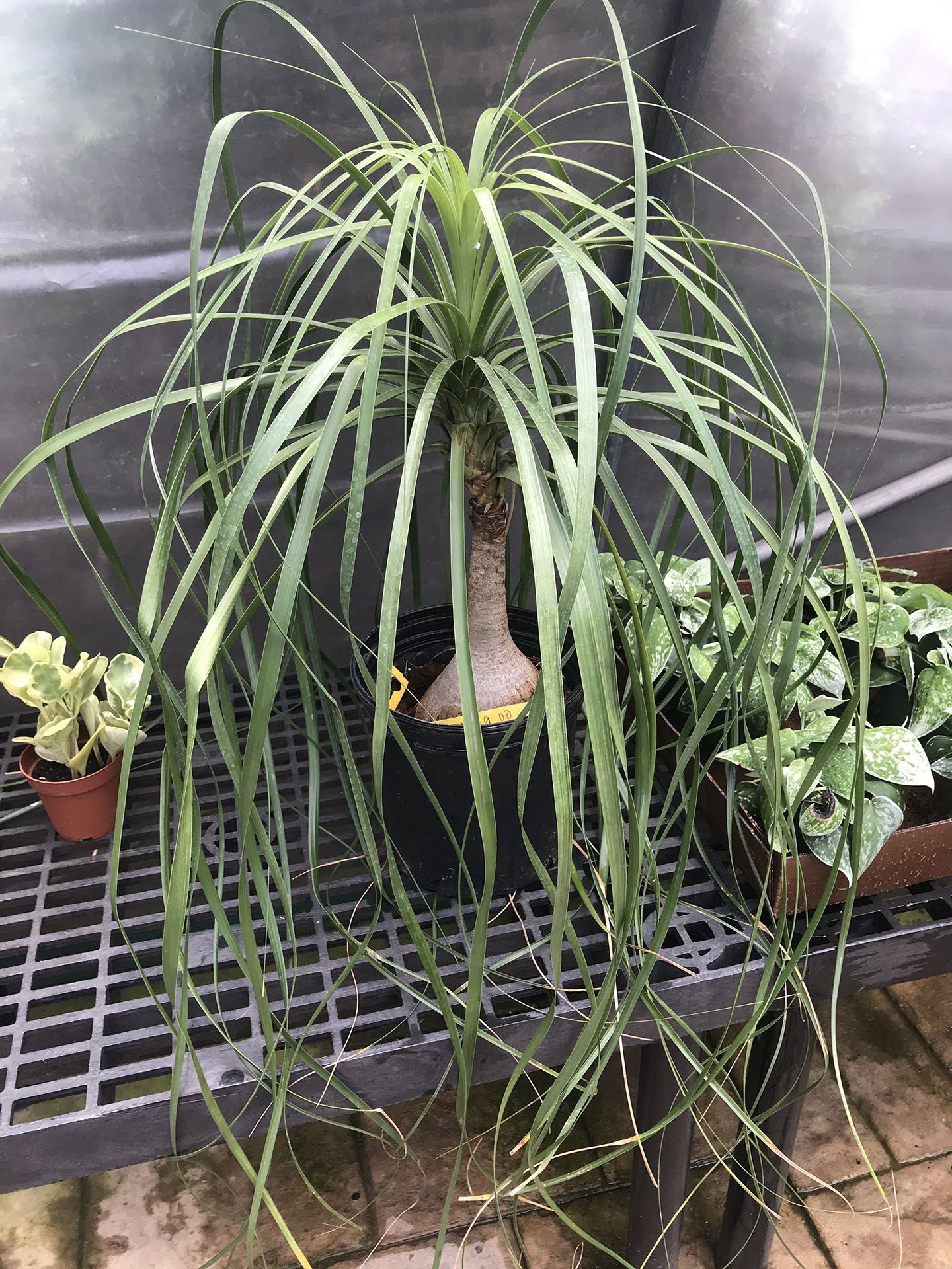 Ponytail Palm — Asheville, NC — Green Outdoors Landscaping & Nursery