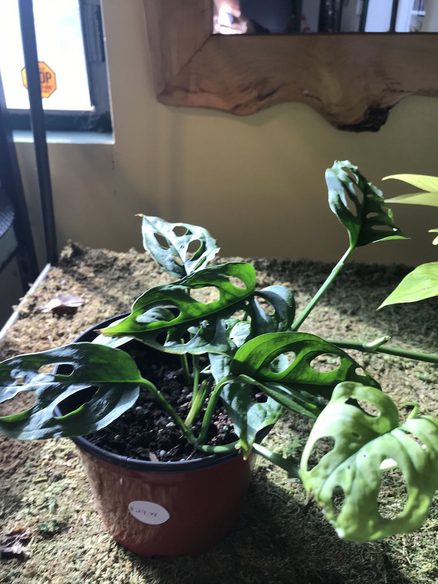 Indoor Plant — Asheville, NC — Green Outdoors Landscaping & Nursery