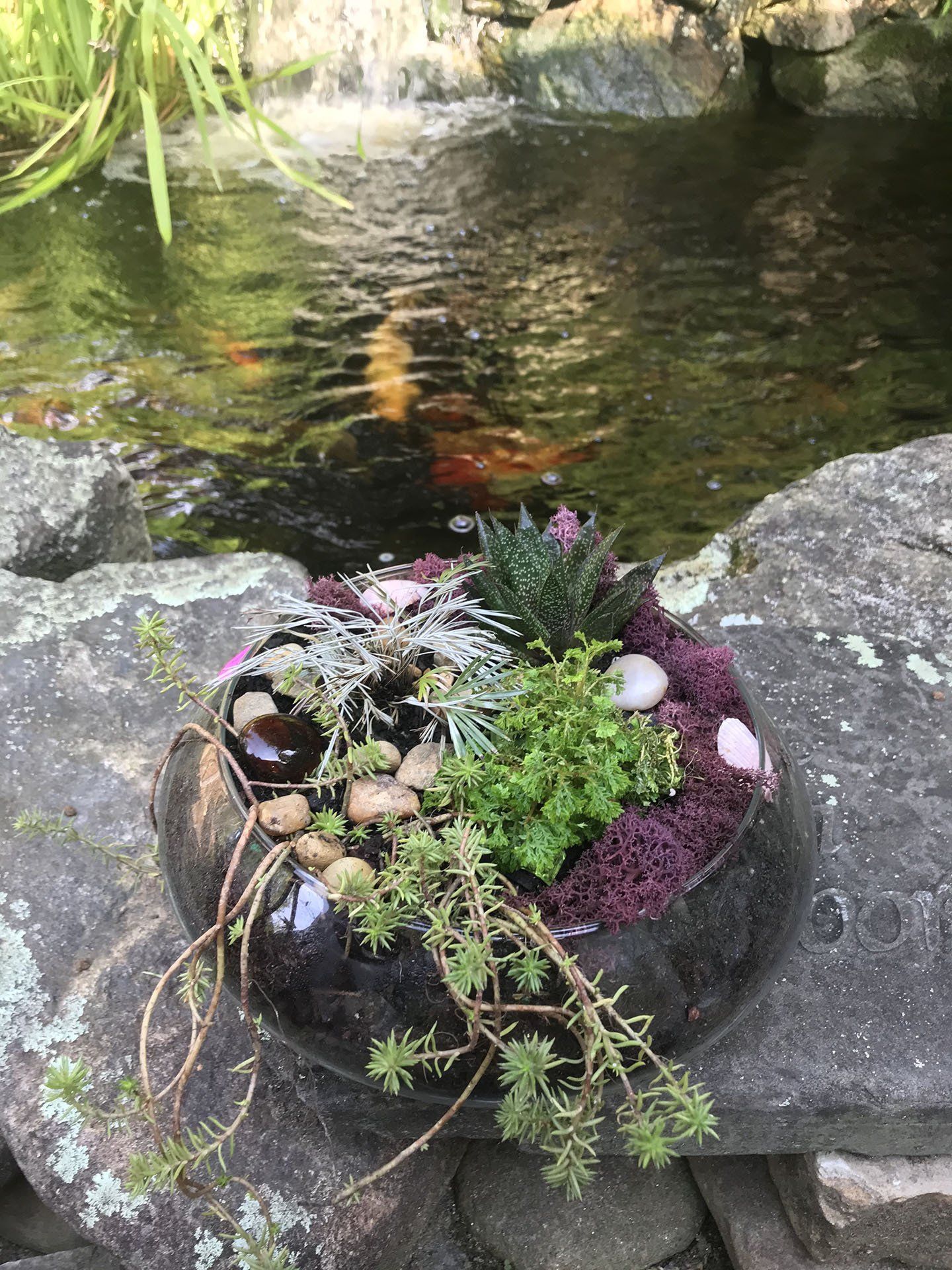 Pond Succulent — Asheville, NC — Green Outdoors Landscaping & Nursery