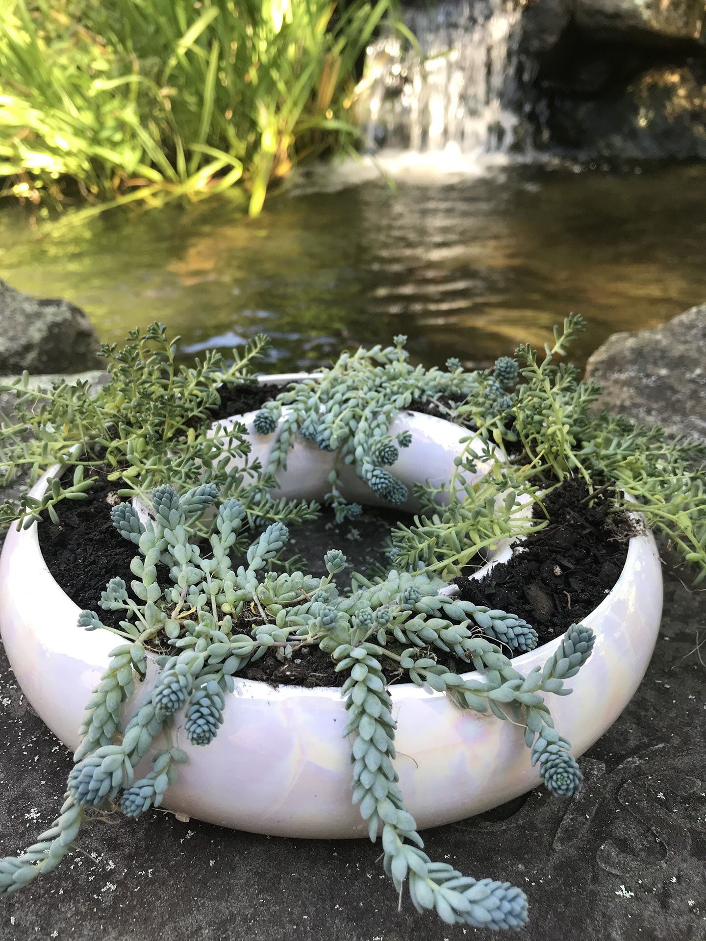 Miniature Succulent Plant — Asheville, NC — Green Outdoors Landscaping & Nursery