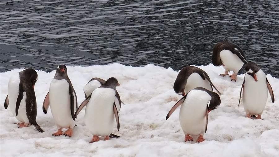 Penguine