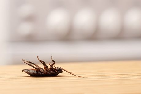 scarafaggio morto