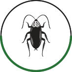 Cockroach icon
