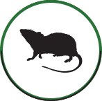 Rat icon