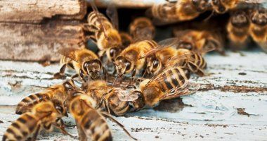 Wasp control and flee control