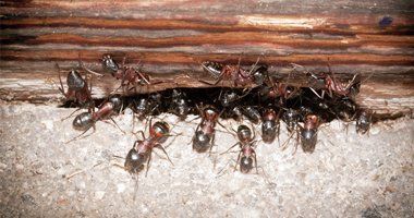 Insect-free property