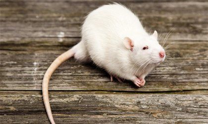 Pest prevention measures for your property