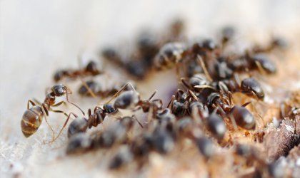 Bee infestation removals in Newport