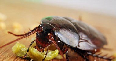 Pest removals - wasp