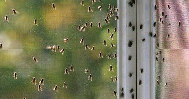 Pest preventions