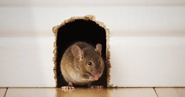 Non-toxic pest control measures