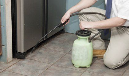 Expert pest control solutions